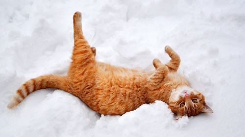 Cat lying at the snow HD Wallpaper