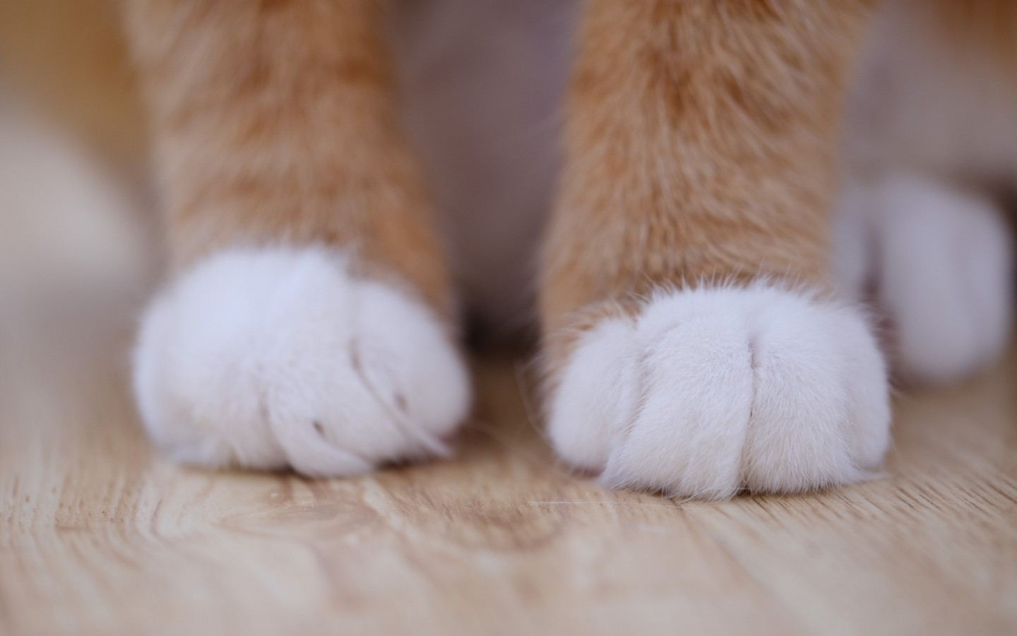 Cat paw HD Wallpaper