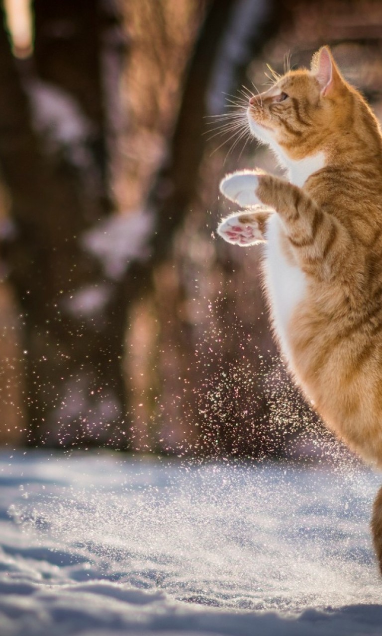 Cat playing at the snow HD Wallpaper