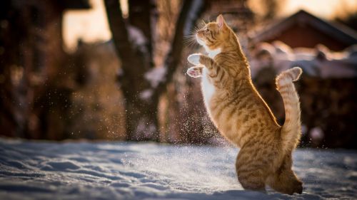 Cat playing at the snow HD Wallpaper