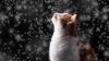 Cat watches the snow HD Wallpaper
