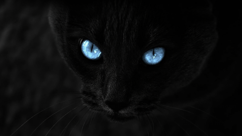 Cat's blue eyes HD Wallpaper