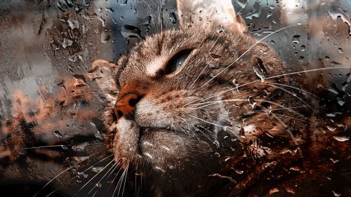 Cat's muzzle on the window HD Wallpaper