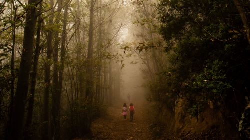 Children play on a fogy forest HD Wallpaper