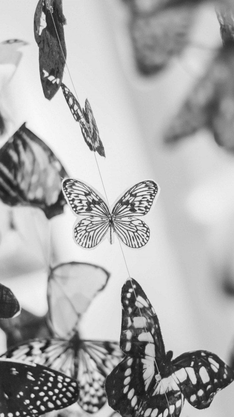 Colorful Beautiful Black and White Butterfly Wallpaper for Desktop and ...