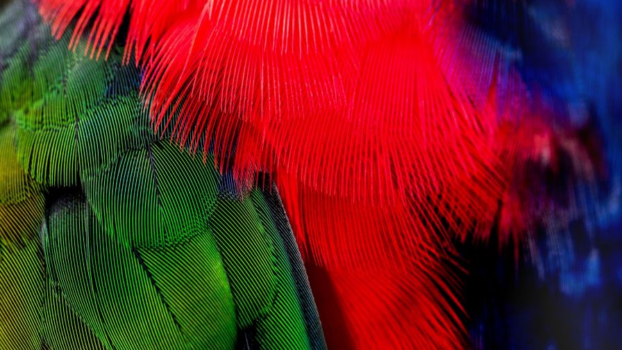 Colorful bird feathers HD Wallpaper