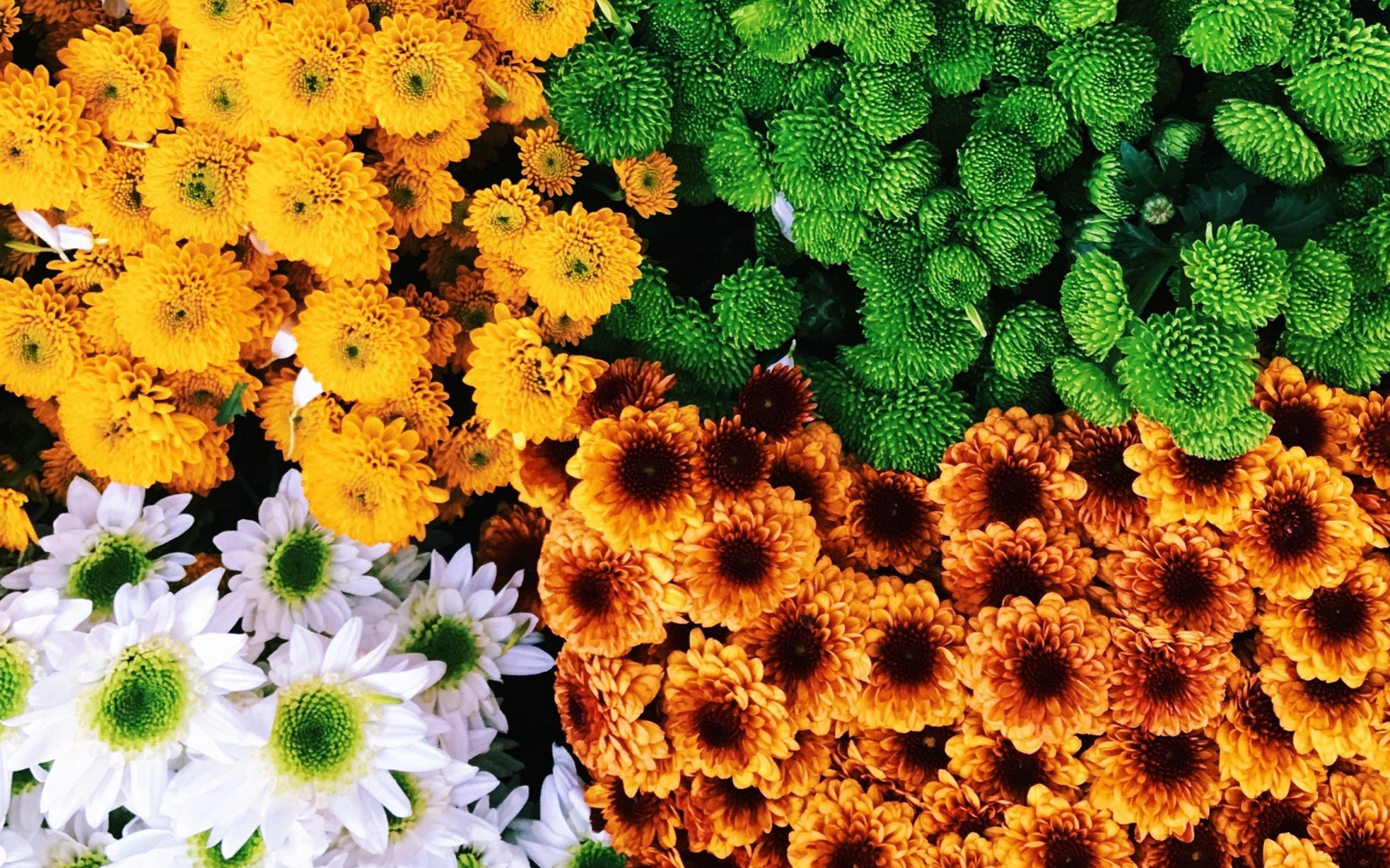 Colorful bouquets HD Wallpaper