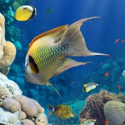 Colorful fishes HD Wallpaper