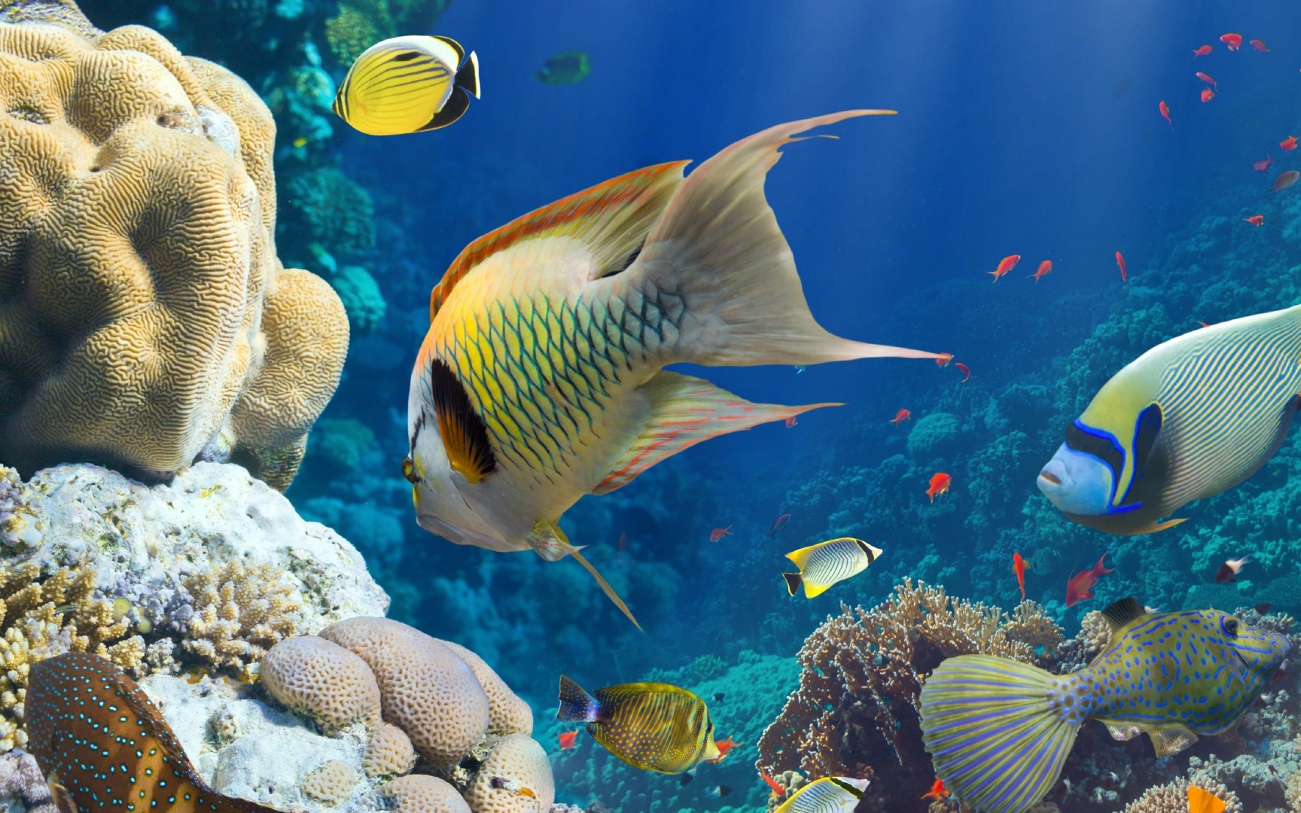 Colorful fishes HD Wallpaper