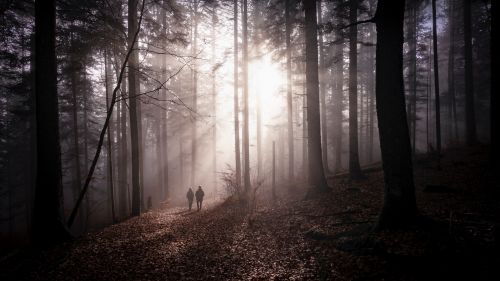 Couple silhouettes standing in a fogy forest HD Wallpaper