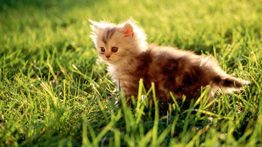 Cute Beautiful Cat And Kitten Hd Wallpaper for Desktop and Mobiles