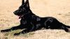 Cute Black German Shepherd Dog Hd wallpaper for Desktop and Mobiles