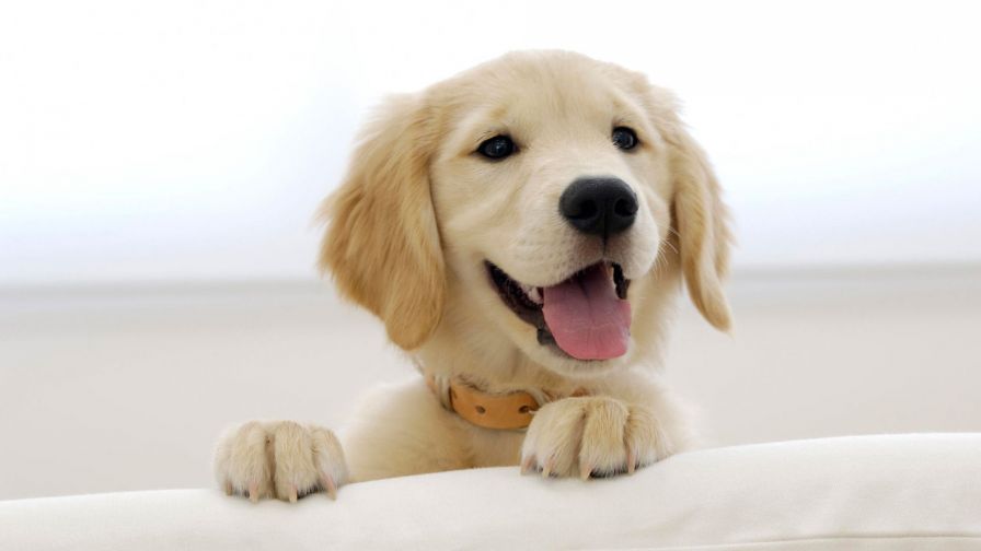Cute Golden Retriever Puppies Hd Wallpaper for Desktop and Mobiles