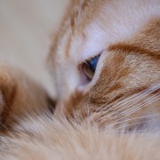 Cute kitten lying down HD Wallpaper