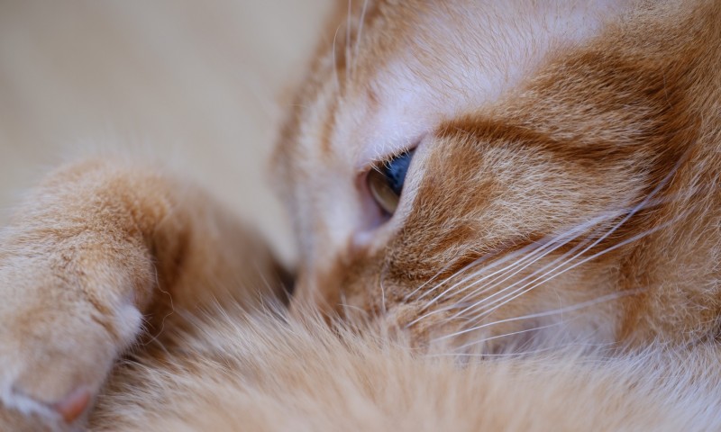 Cute kitten lying down HD Wallpaper