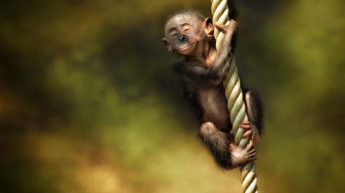 Cute Monkey HD Wallpaper