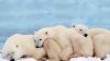 Cute Polar Bear Cub Hd Wallpaper for Desktop and Mobiles