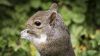 Cute Squirrel Eating An Acorn Hd Wallpaper for Desktop and Mobiles