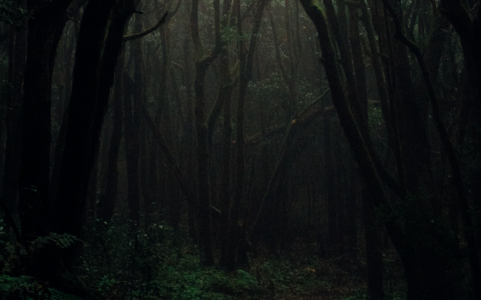 Dark foggy forest HD Wallpaper