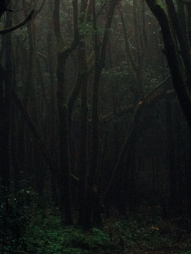 Dark foggy forest HD Wallpaper