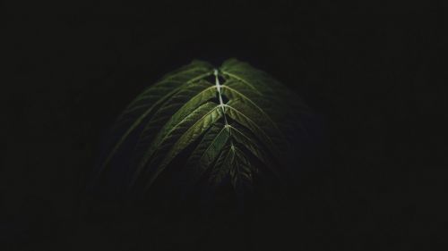 Dark image of green leaves HD Wallpaper