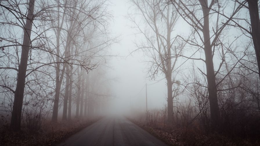 Dawn over a foggy road HD Wallpaper - Wallpapers.net