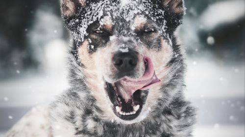 Dog at the snow HD Wallpaper