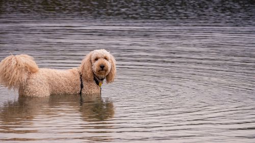 Dog inside water HD Wallpaper