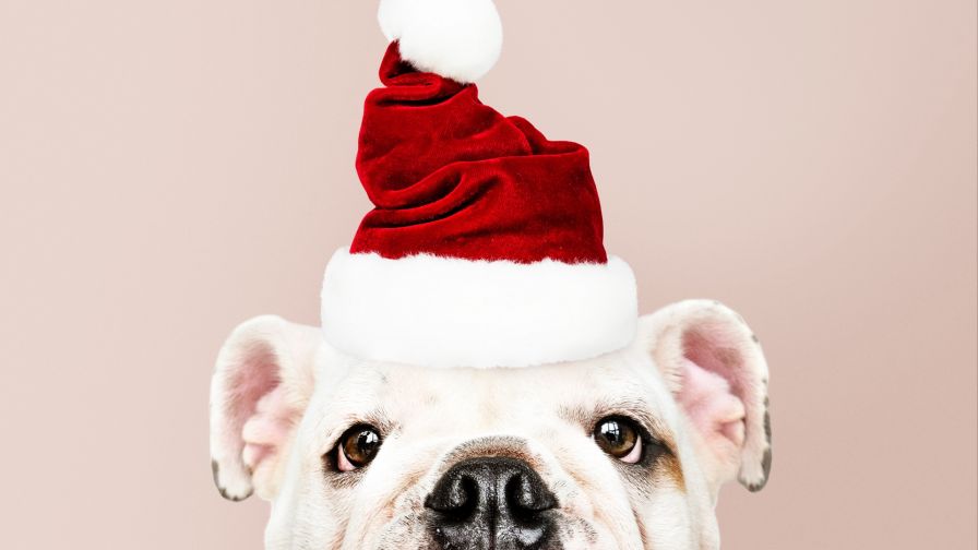 Dog Santa Claus HD Wallpaper