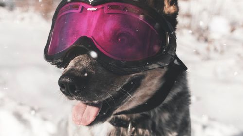 Dog wearing ski glasses HD Wallpaper