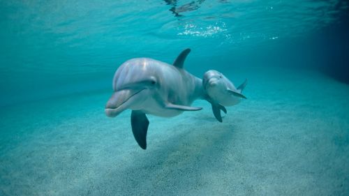 Dolphins Swimming Underwater with People HD Wallpaper