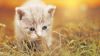 Download Cute Kitty Desktop Wallpapers in HD