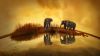 Download Free Elephant High Quality Hd Wallpaper for Desktop and Mobiles