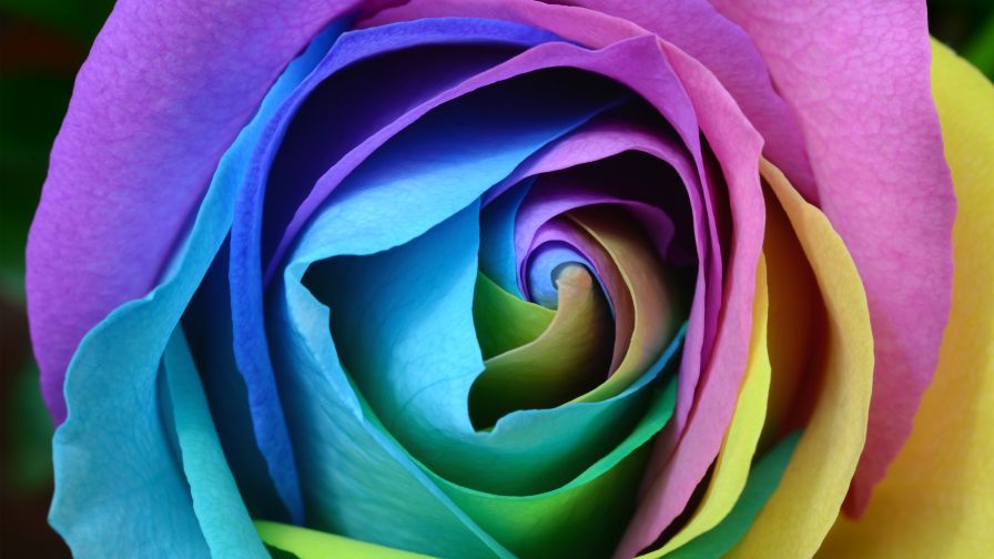 Download Free HD Beautiful Rose Flower Wallpaper ...