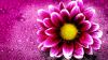 Download Free Small Pink flower Wallpaper