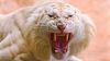 Download Free White Angry Tiger Roar Hd Wallpaper for Desktop and Mobiles