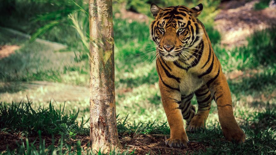 Download Free Wild Savanna Tiger Wallpaper for Desktop and Mobiles