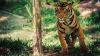 Download Free Wild Savanna Tiger Wallpaper for Desktop and Mobiles