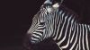 Download Free Zebra Hd Wallpaper for Desktop and Mobiles