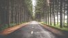 Download Full HD Tree Lined Road Wallpaper