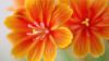 Download Lewisia Flowers Desktop and Mobile Wallpaper
