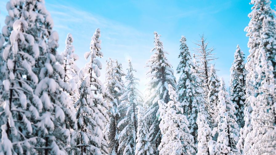 Download Sunny Winter Pine Trees HD wallpaper