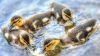 Ducklings Duck HD Wallpaper