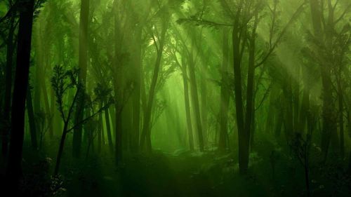 Enchanted Forest HD Wallpaper