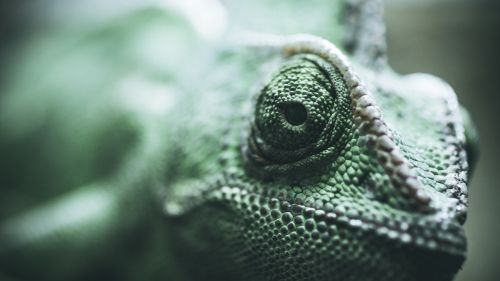Eyes of chameleon HD Wallpaper