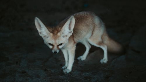Fennec fox HD Wallpaper