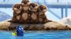 Finding Dory Sea Lion Hd Wallpaper for Desktop and Mobiles