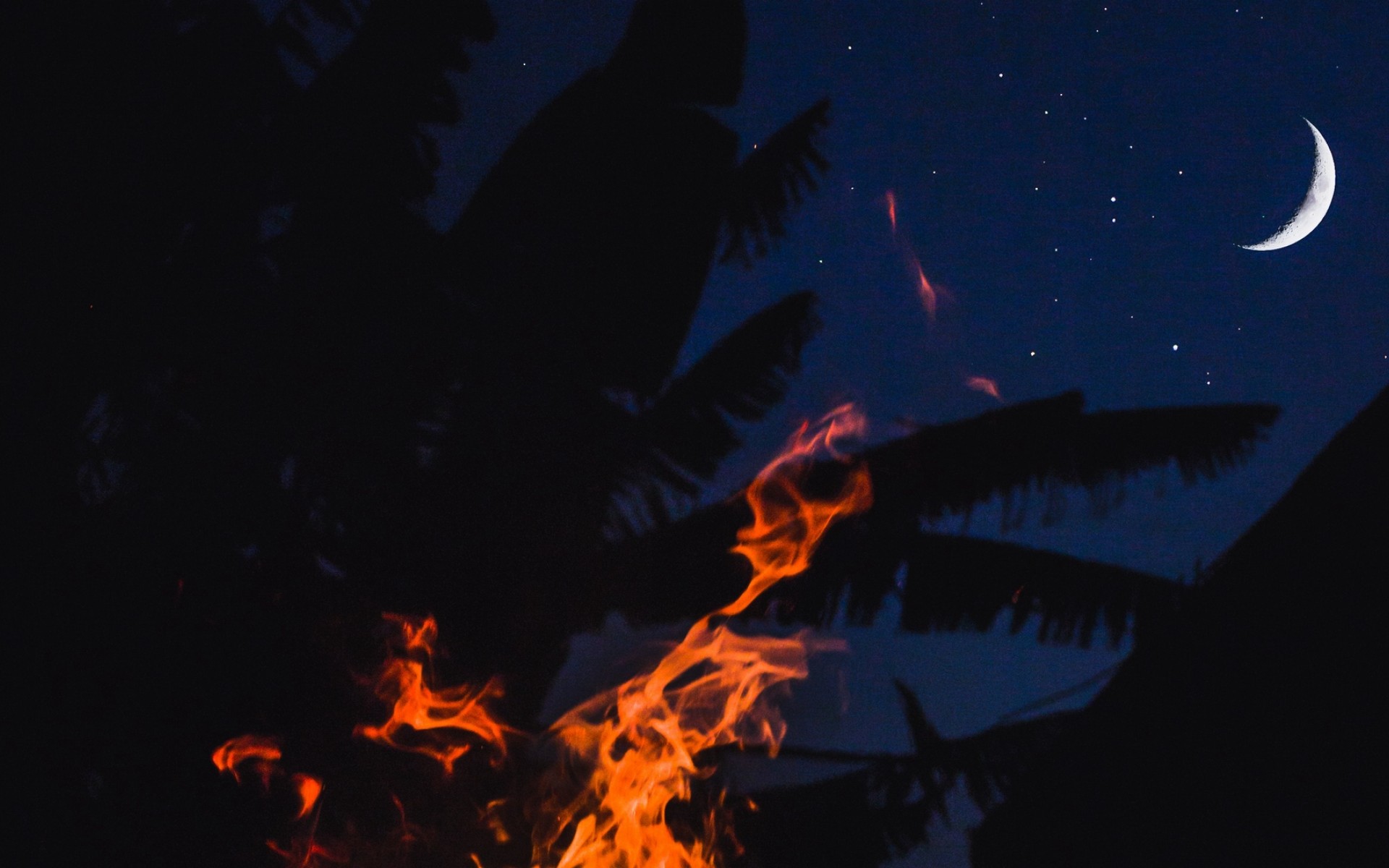 Fire burning trees at night HD Wallpaper