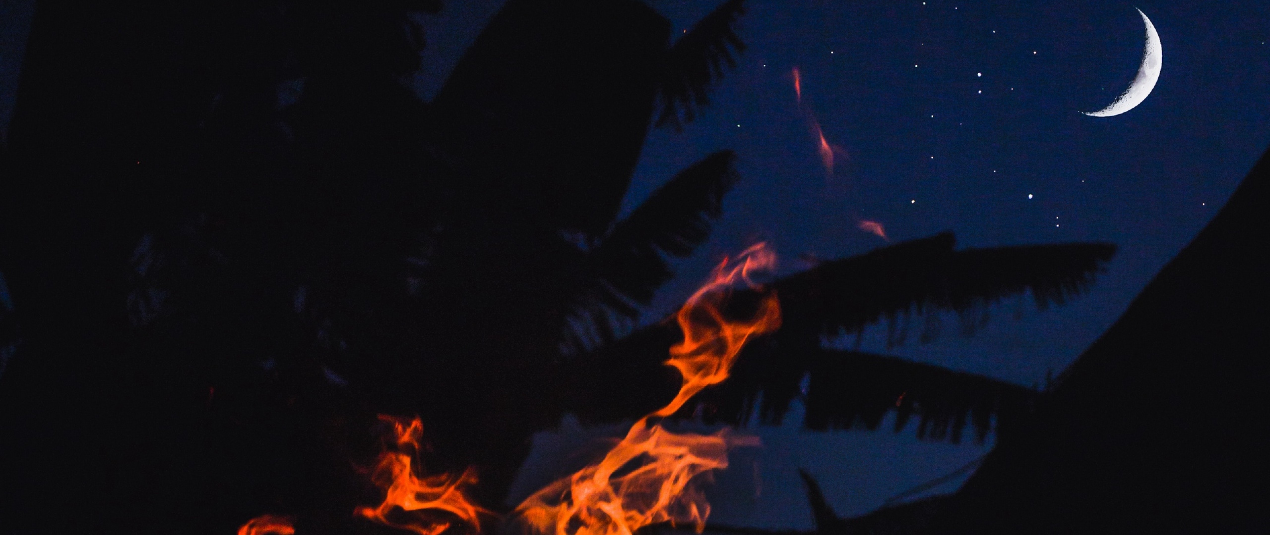 Fire burning trees at night HD Wallpaper