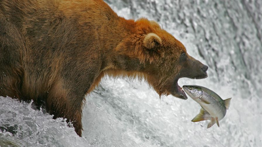 Fishing For Salmon With Alaska's Brown Bears HD Wallpaper